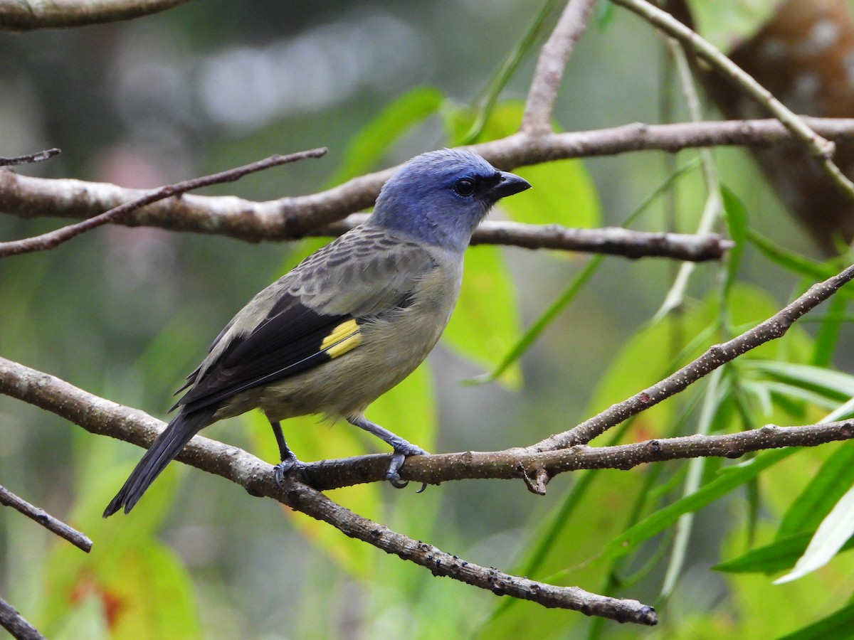 Yellow-winged Tanager - ML615111595