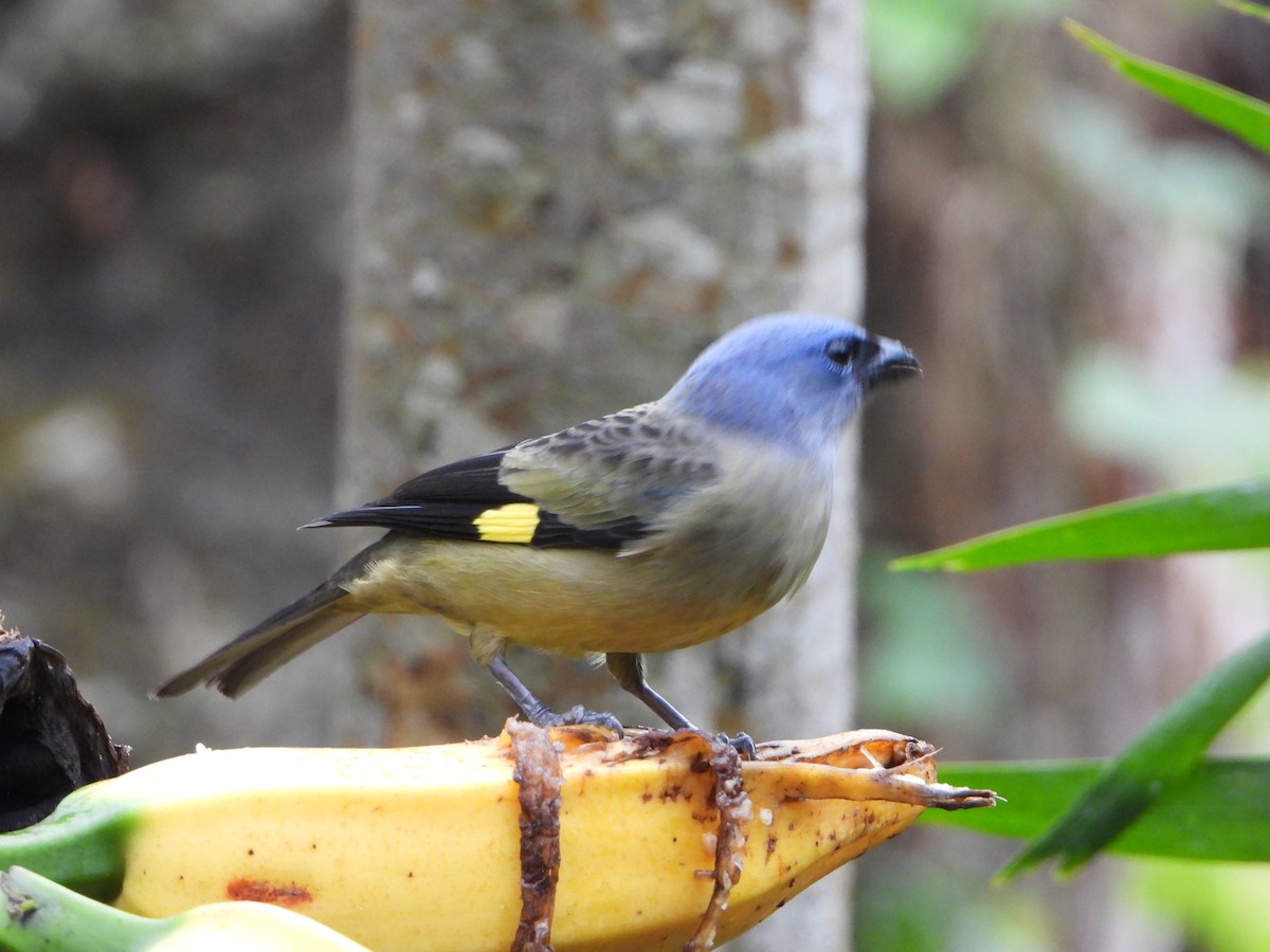 Yellow-winged Tanager - ML615111596
