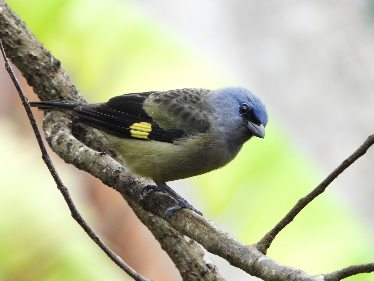 Yellow-winged Tanager - ML615111597