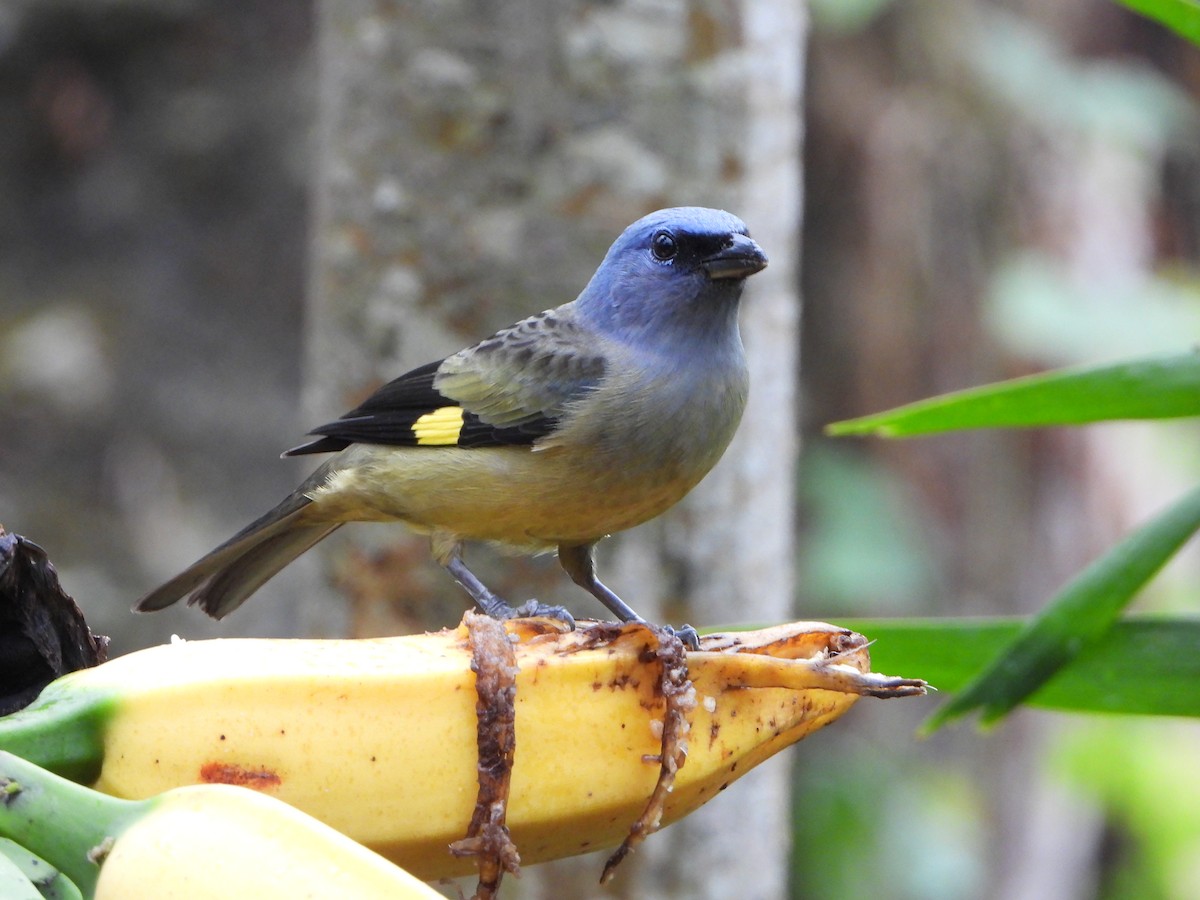 Yellow-winged Tanager - ML615111599