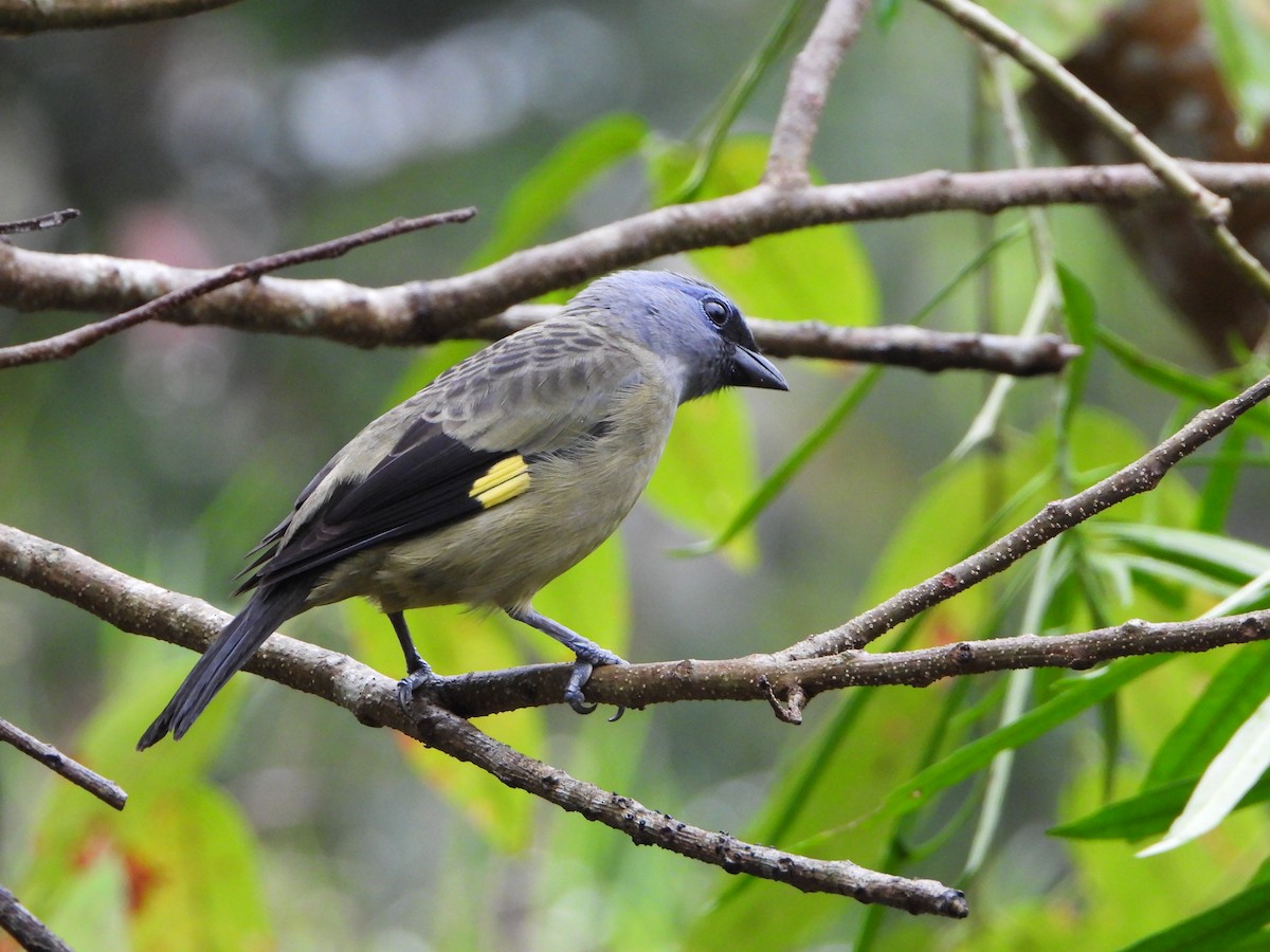 Yellow-winged Tanager - ML615111600