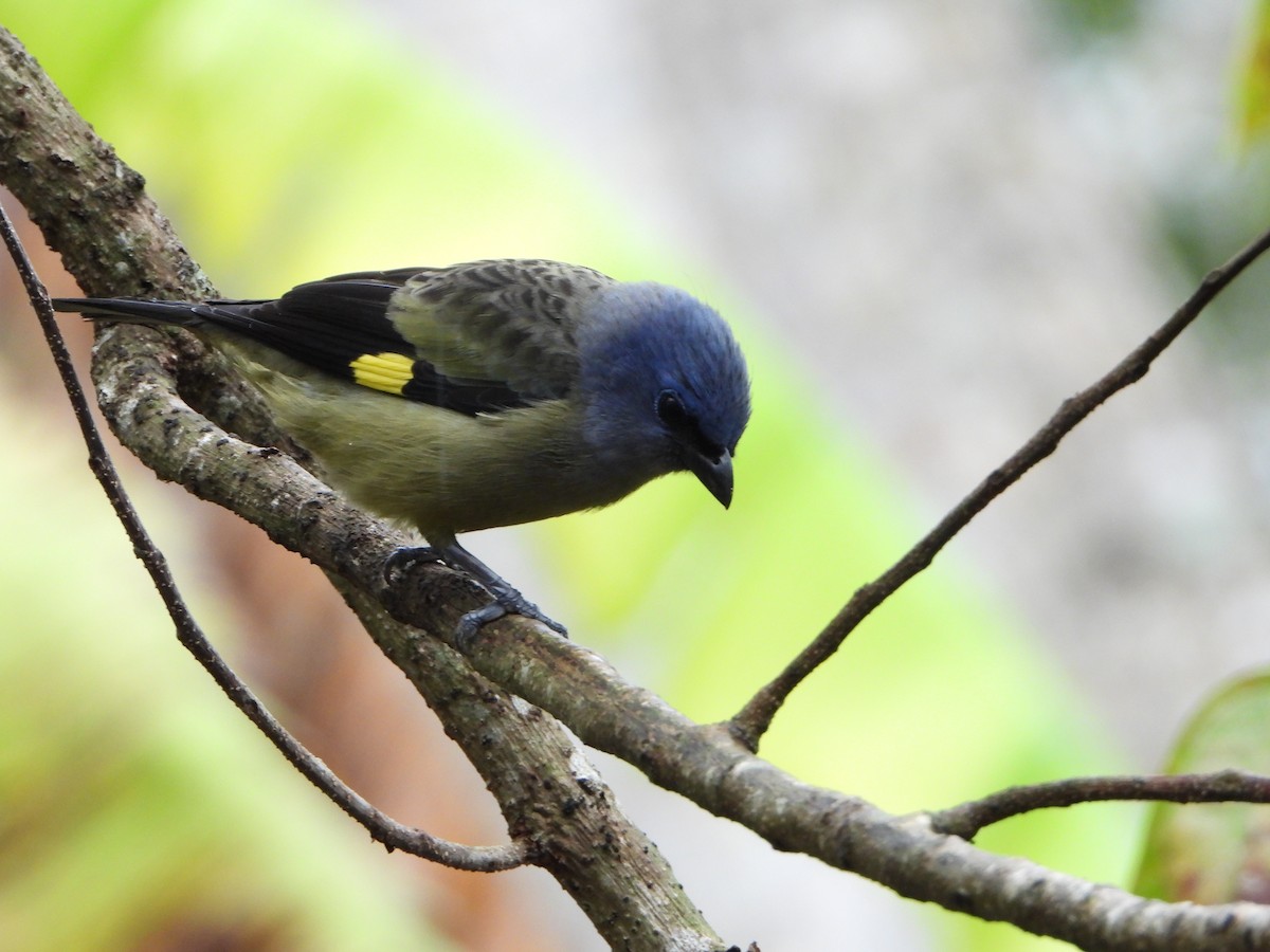 Yellow-winged Tanager - ML615111601