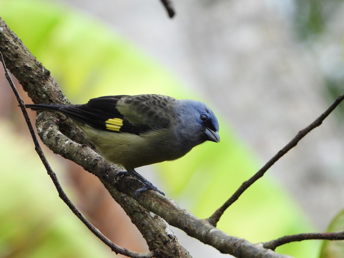 Yellow-winged Tanager - ML615111602