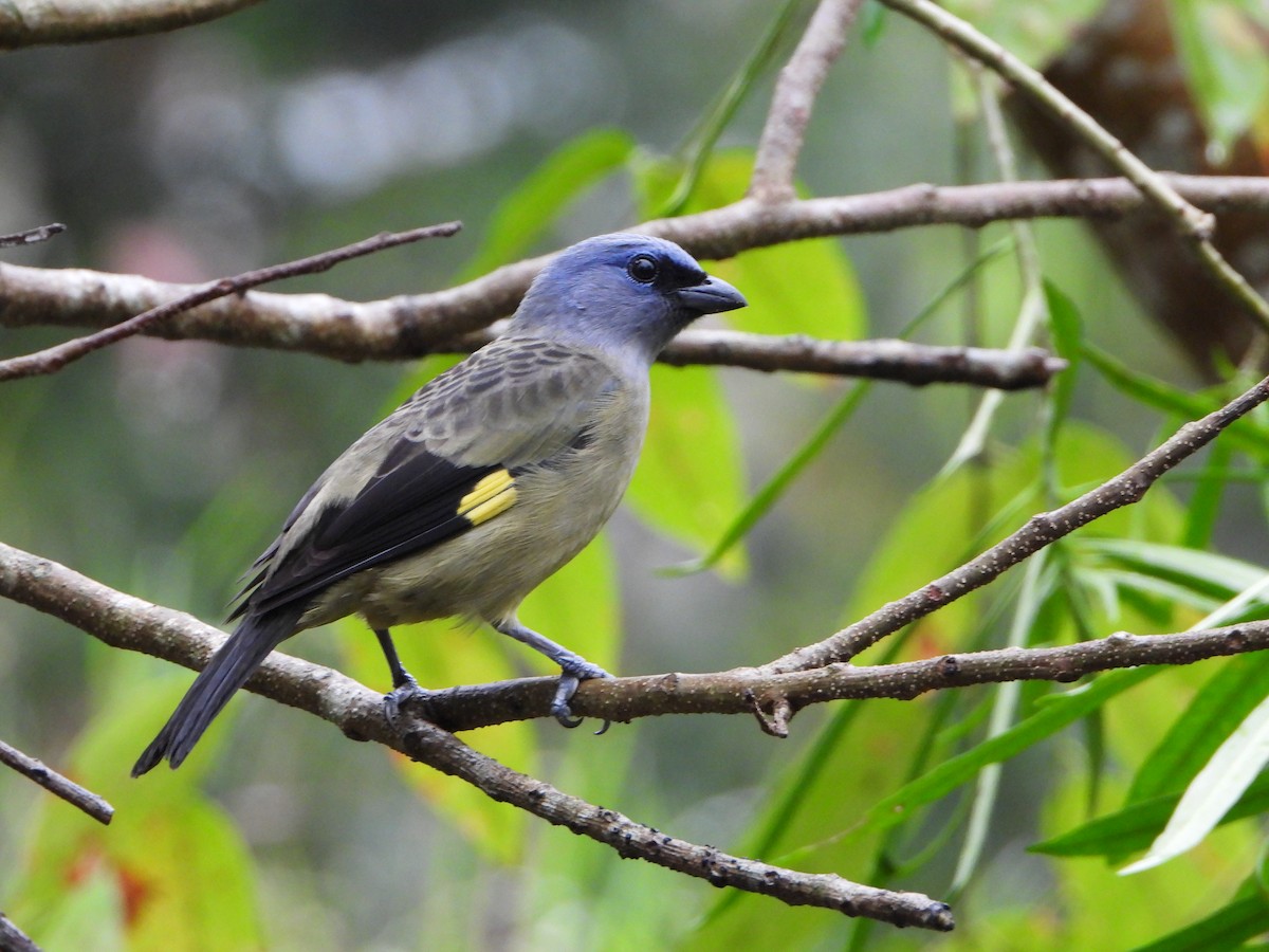 Yellow-winged Tanager - ML615111603