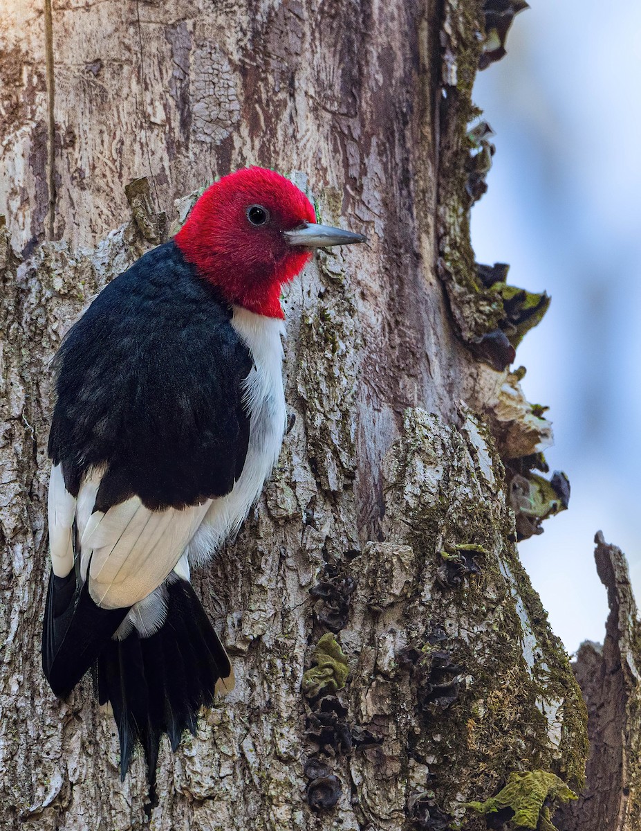 Red-headed Woodpecker - ML615111661