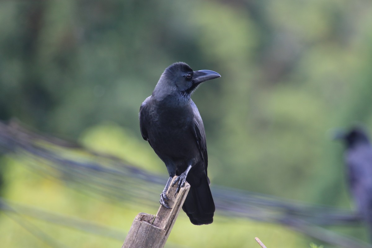 Large-billed Crow - ML615111784