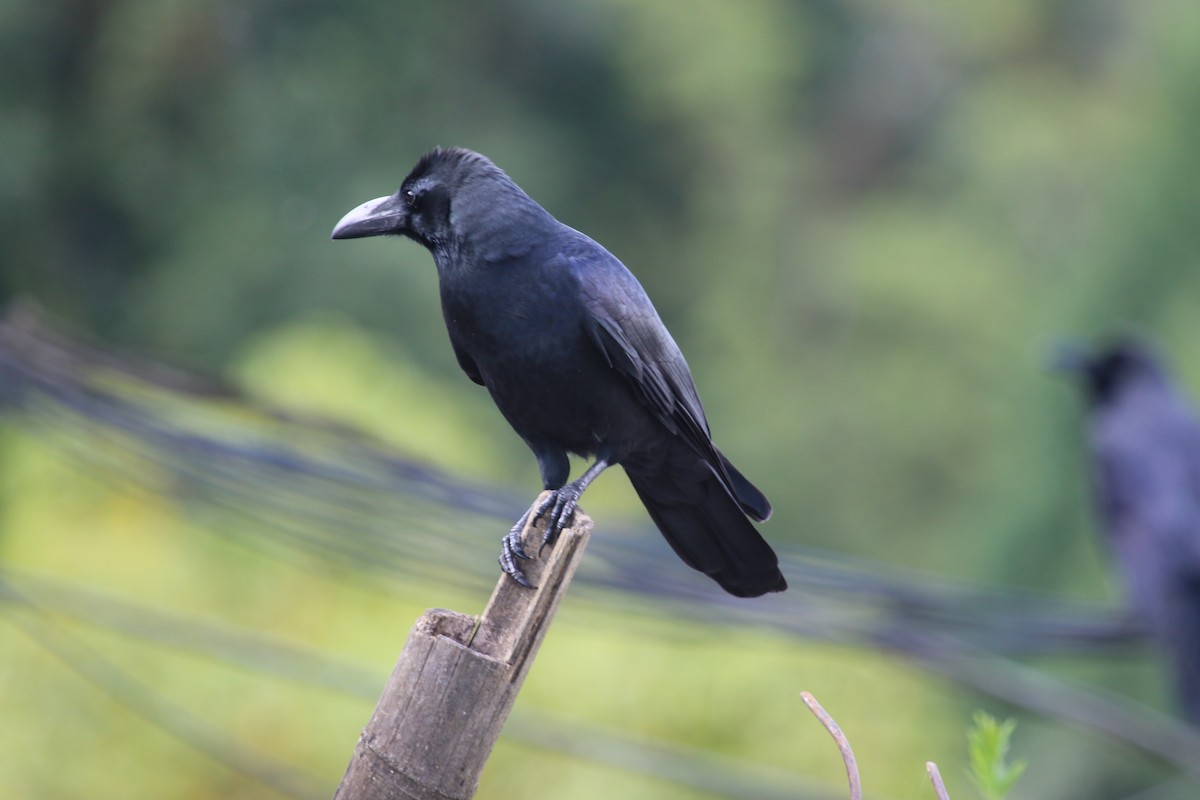 Large-billed Crow - ML615111785