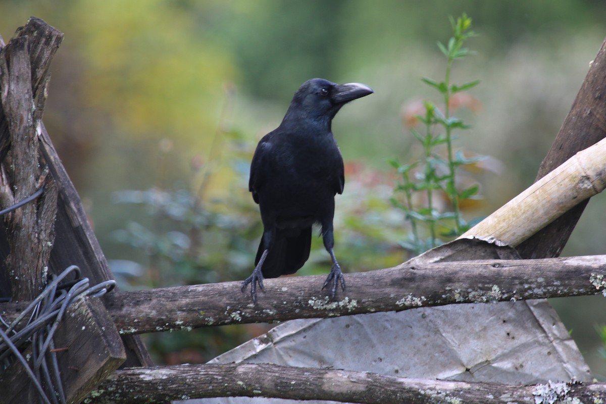 Large-billed Crow - ML615111787