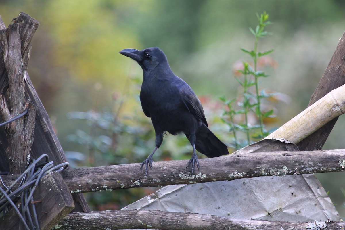 Large-billed Crow - ML615111789