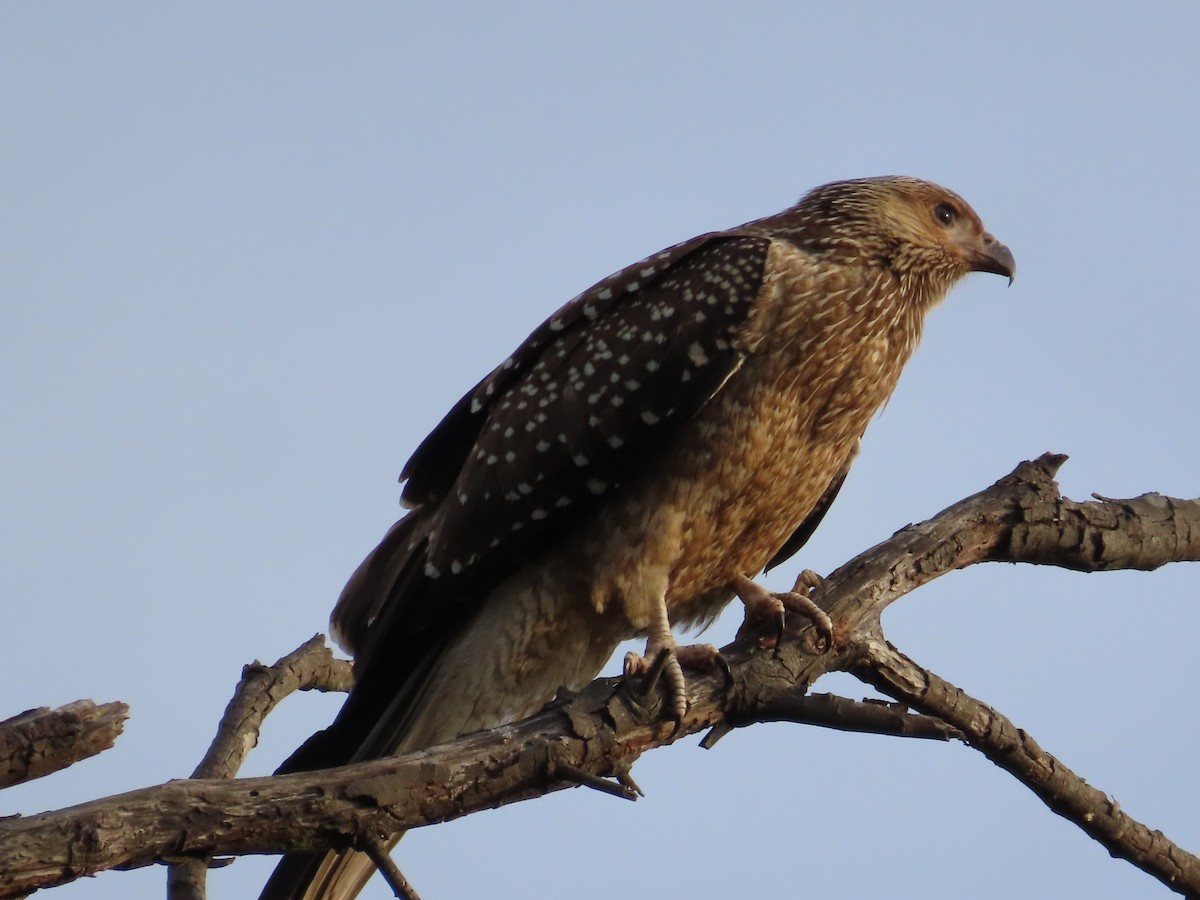 Whistling Kite - Alistair Campbell