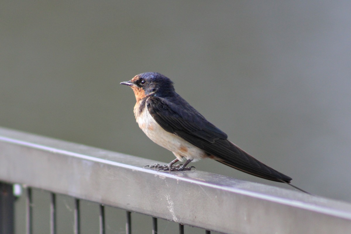 Barn Swallow - Phil & Angie Beyer
