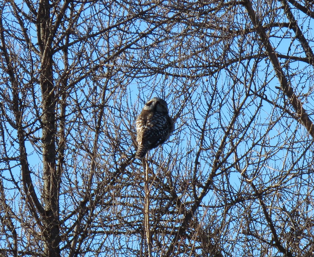 Northern Hawk Owl - ML615111856