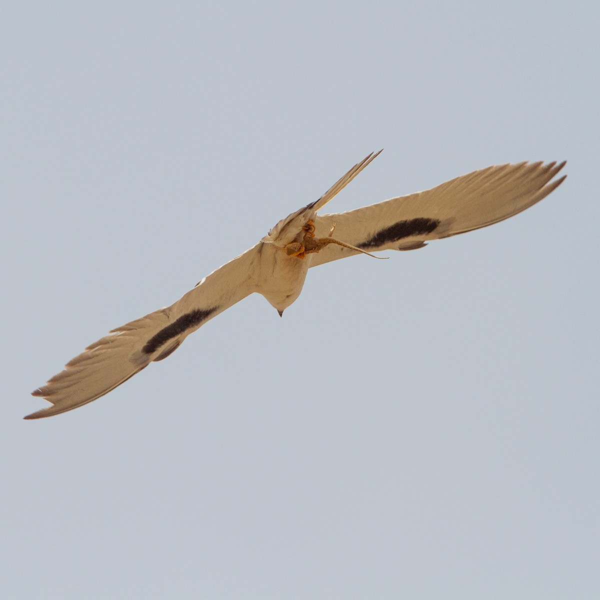 Scissor-tailed Kite - Werner Suter