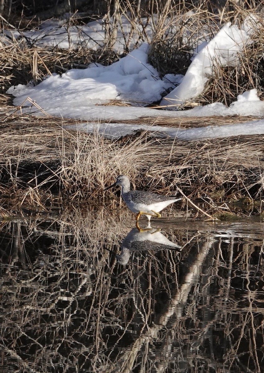 EBird Checklist 20 Feb 2024 Sea Gull Beach Yarmouth 20 Species