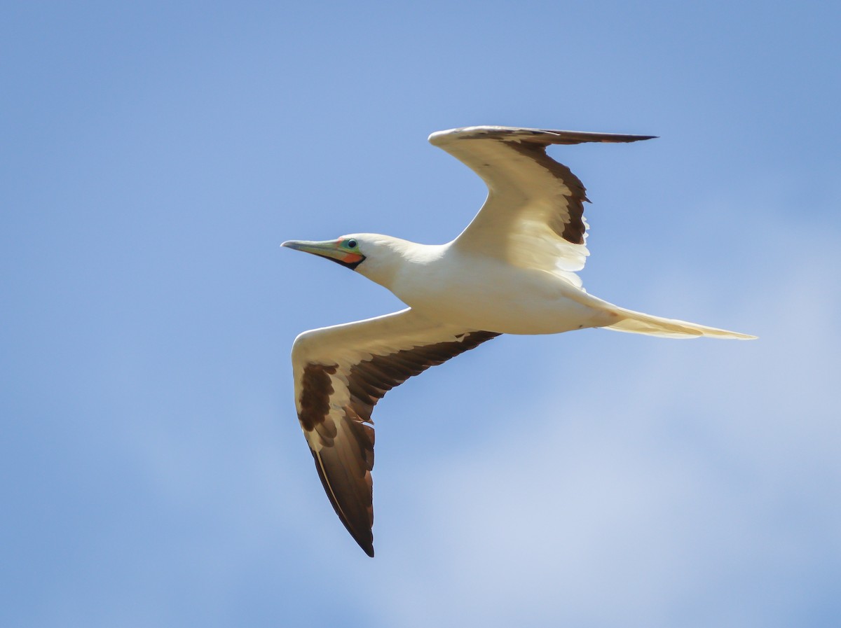 Red-footed Booby - ML615111977