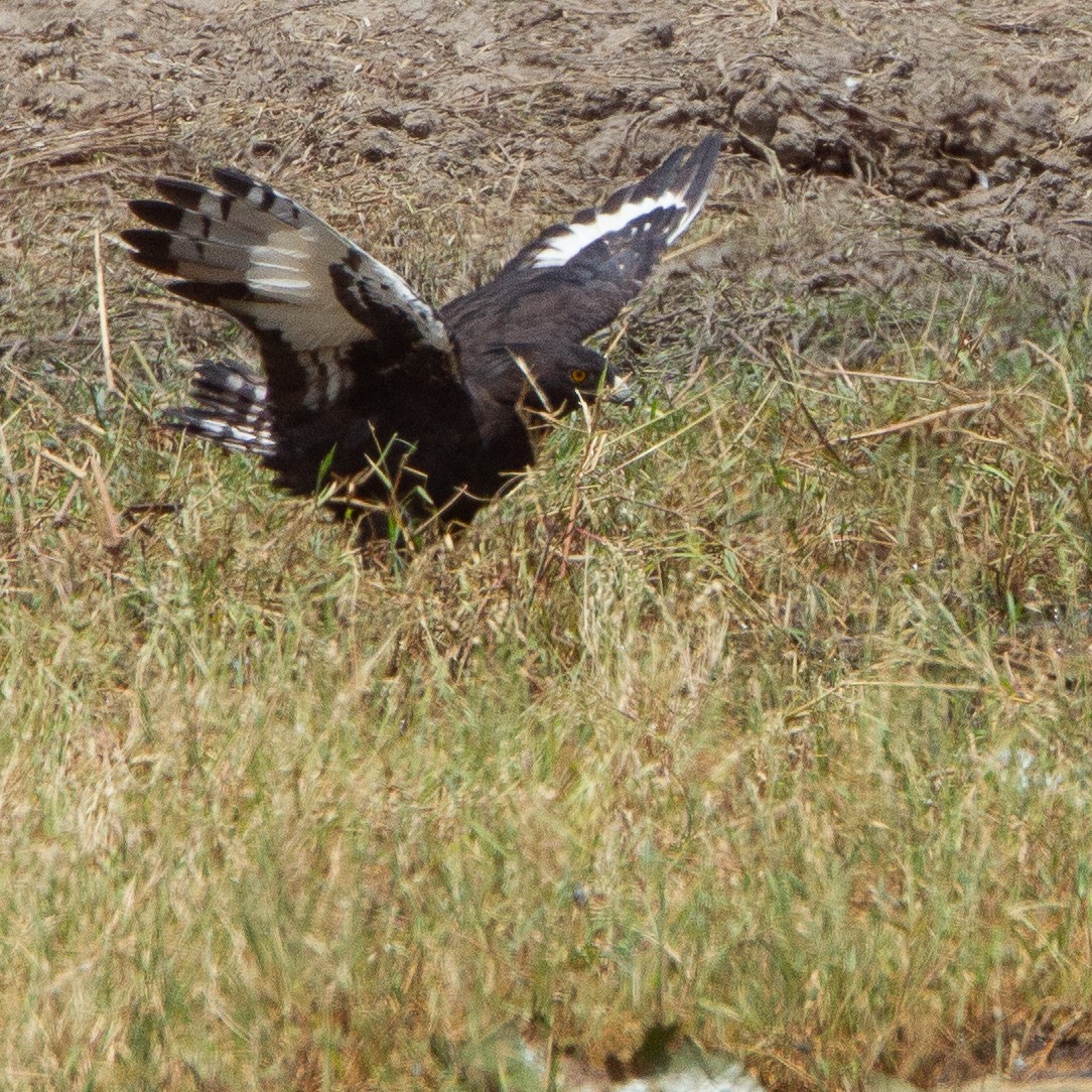 Long-crested Eagle - Werner Suter