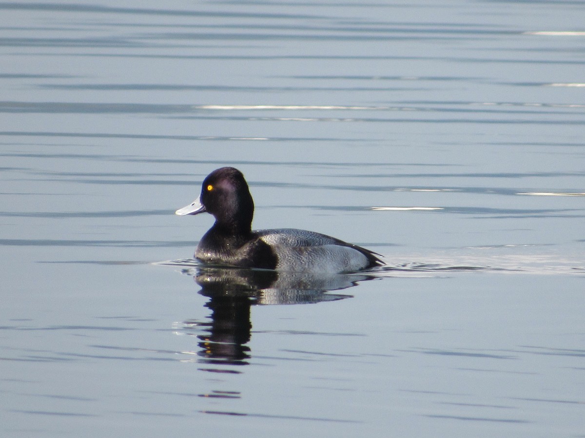 eBird Checklist - 20 Feb 2024 - Frenchman's Bar Regional Park - 54 species