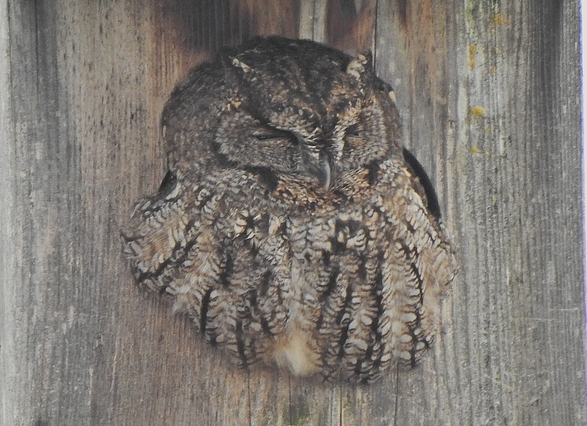 Western Screech-Owl - ML615112401