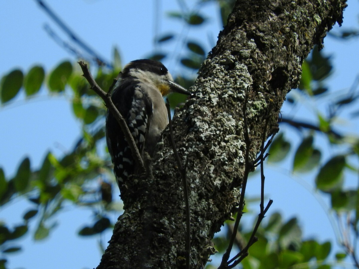 White-fronted Woodpecker - ML615112410