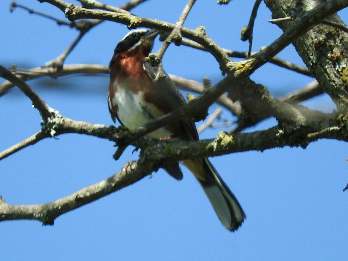 Black-and-chestnut Warbling Finch - ML615112433