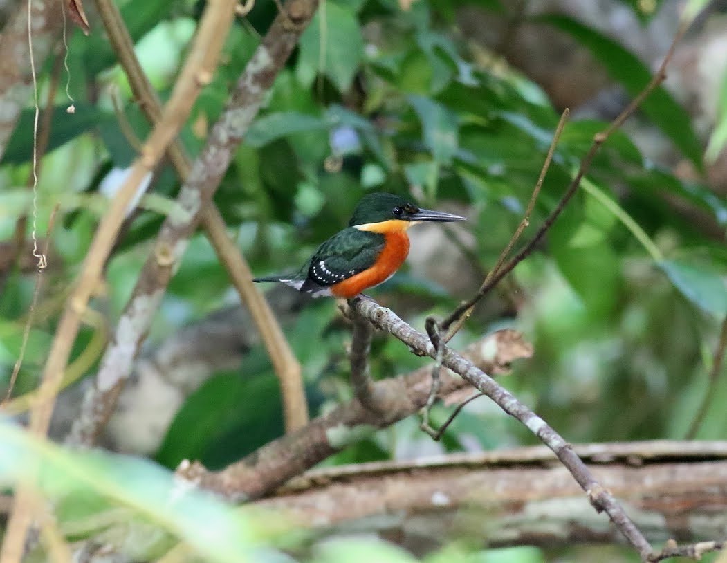 American Pygmy Kingfisher - ML615112474