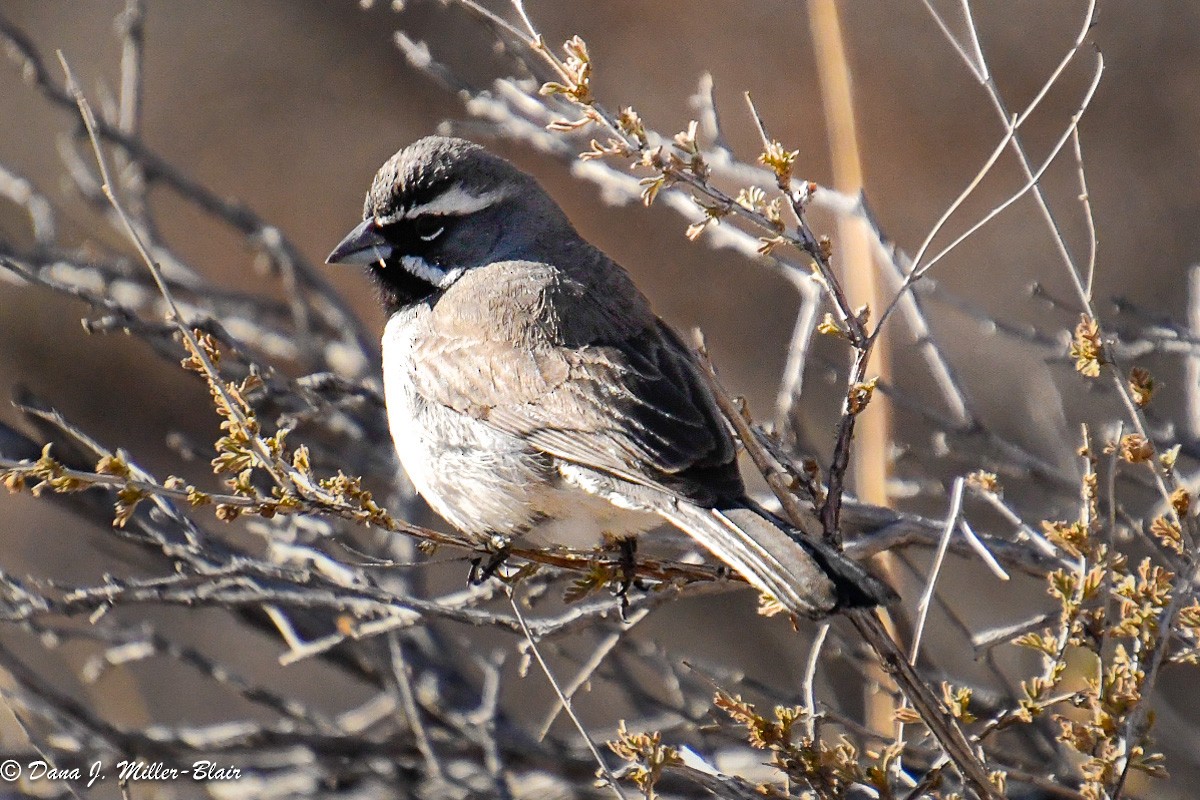 Black-throated Sparrow - ML615112712