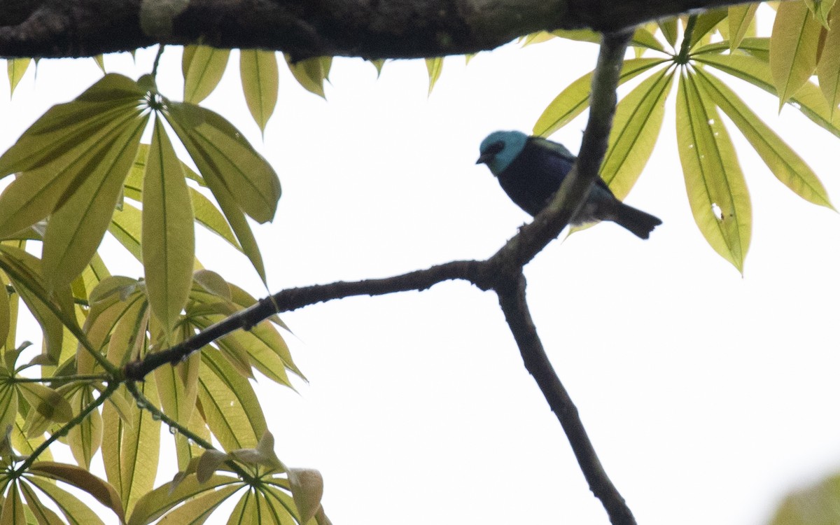 Blue-necked Tanager - ML615112866