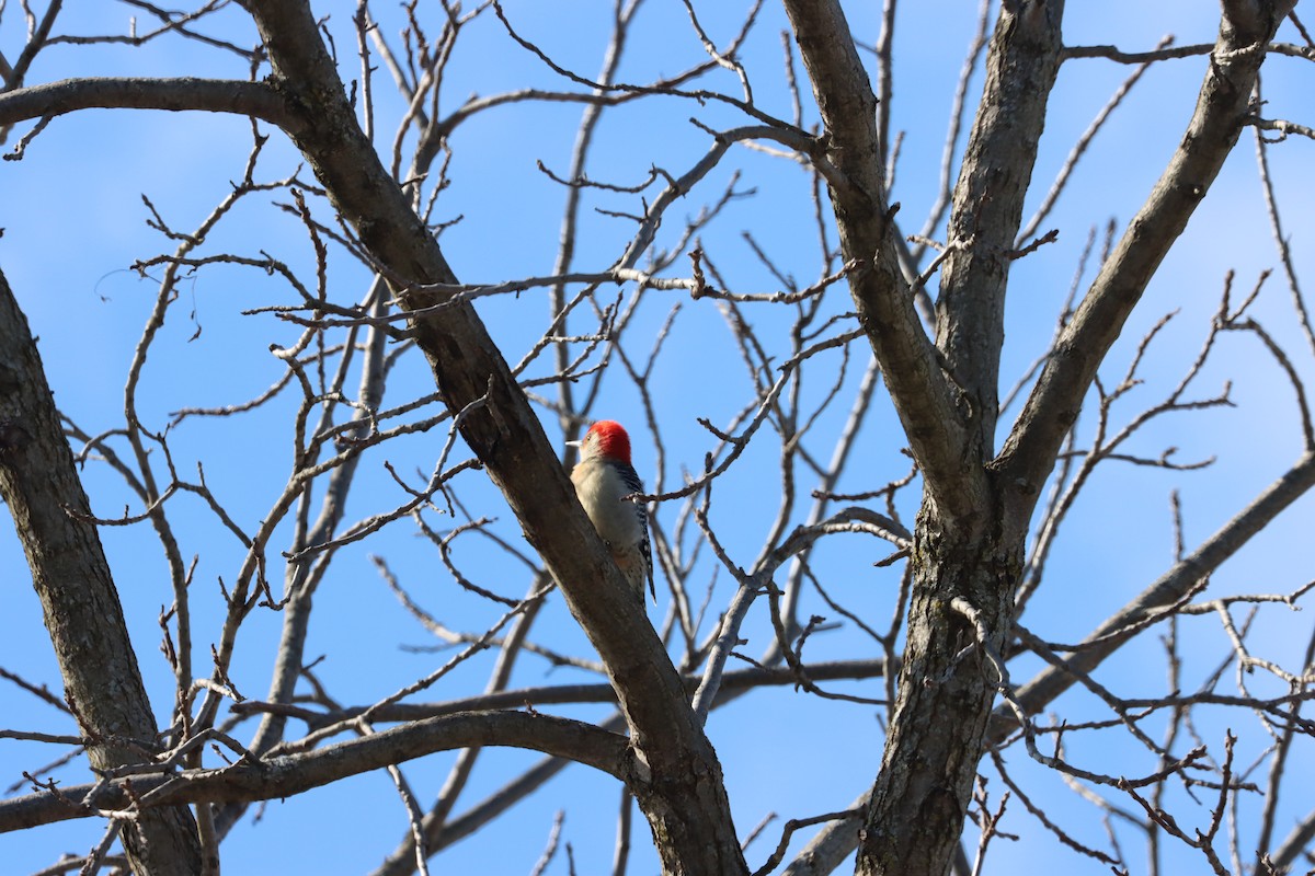 Red-bellied Woodpecker - Joe Woyma