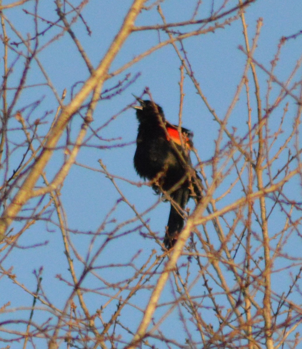Red-winged Blackbird - ML615113162