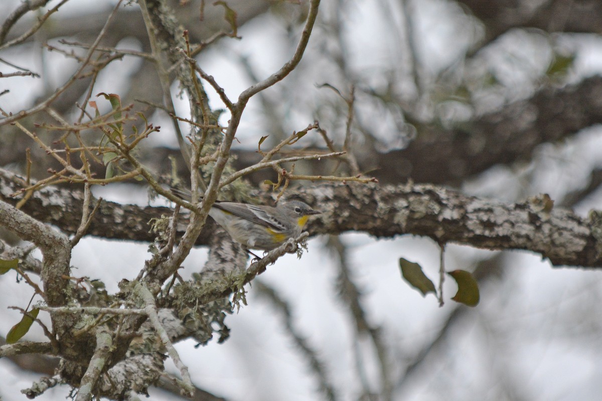 lesňáček žlutoskvrnný (ssp. auduboni) - ML615113189