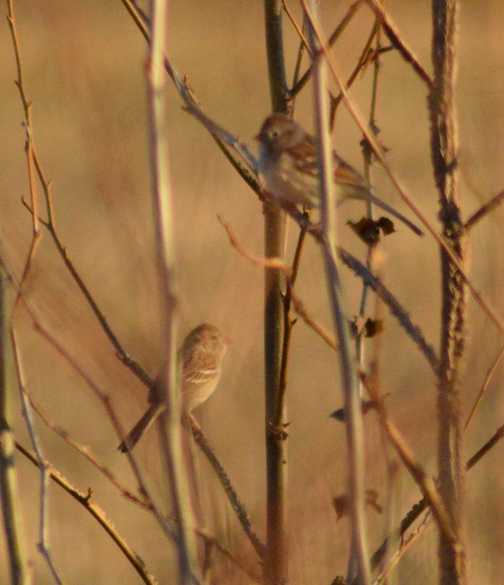 Field Sparrow - ML615113230