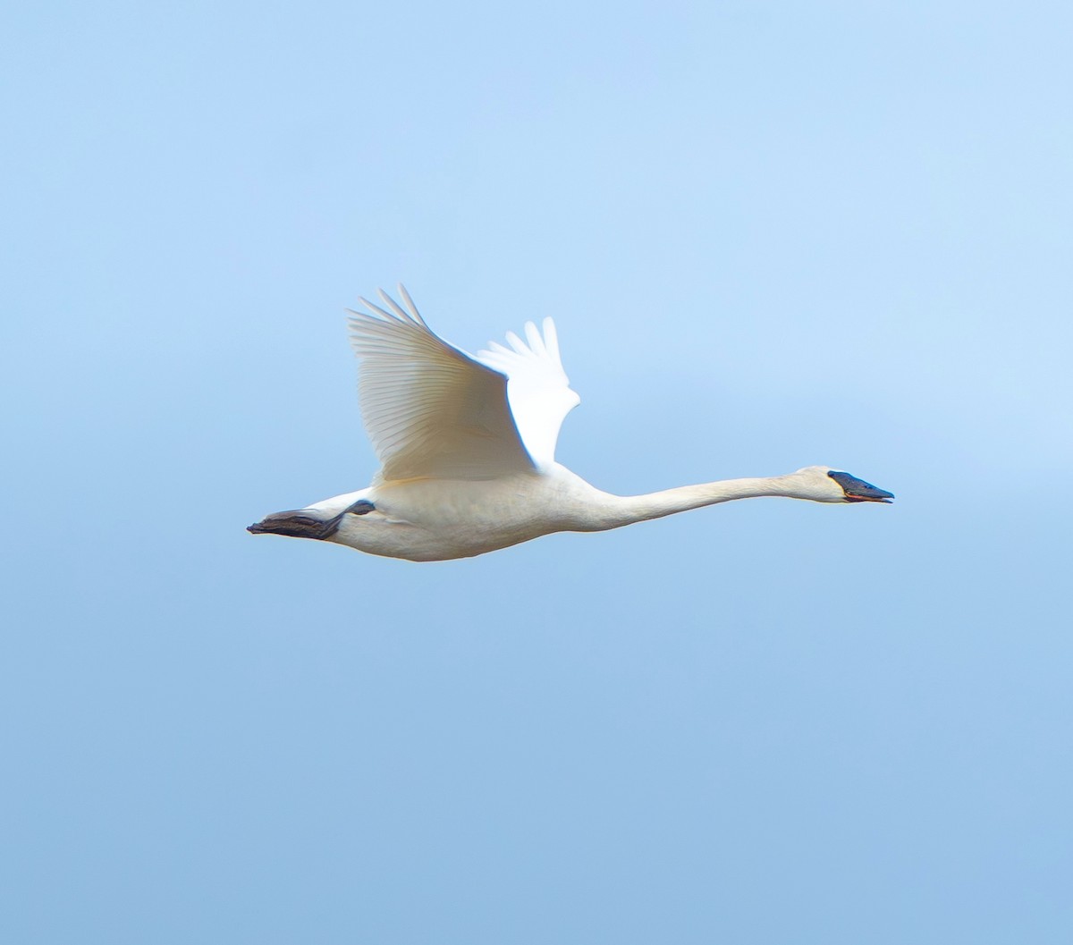 eBird Checklist - 20 Feb 2024 - Whooper swan 2024 - 12 species