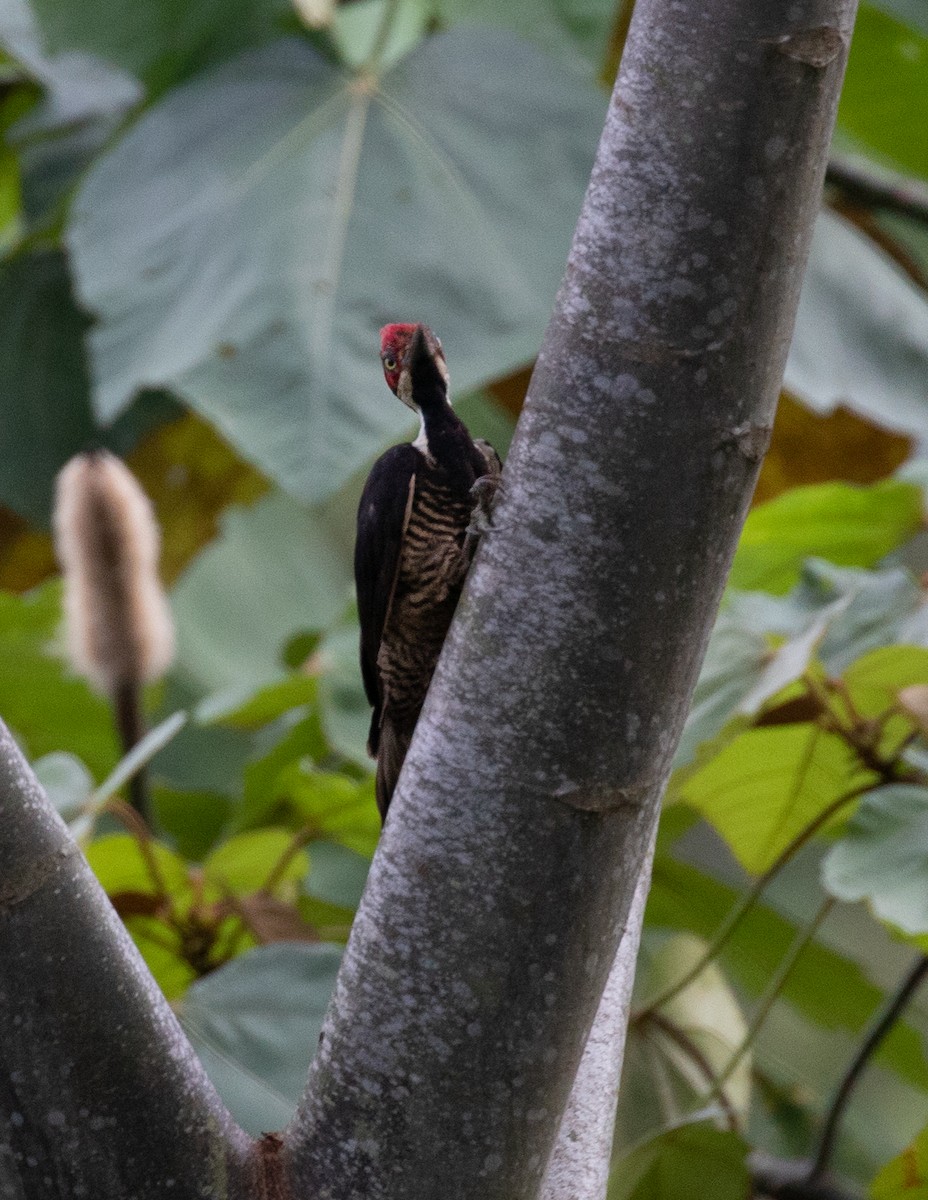 Guayaquil Woodpecker - ML615113290