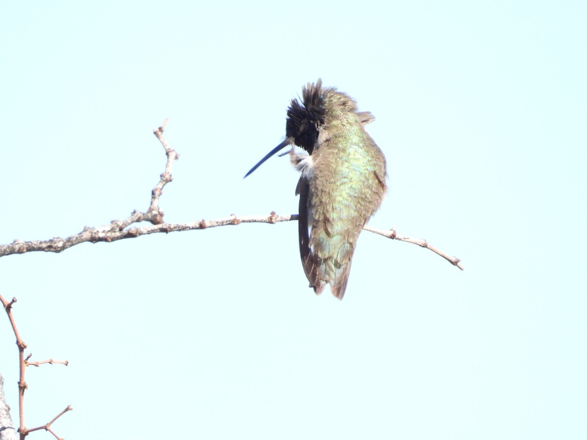 Anna's Hummingbird - ML615113359