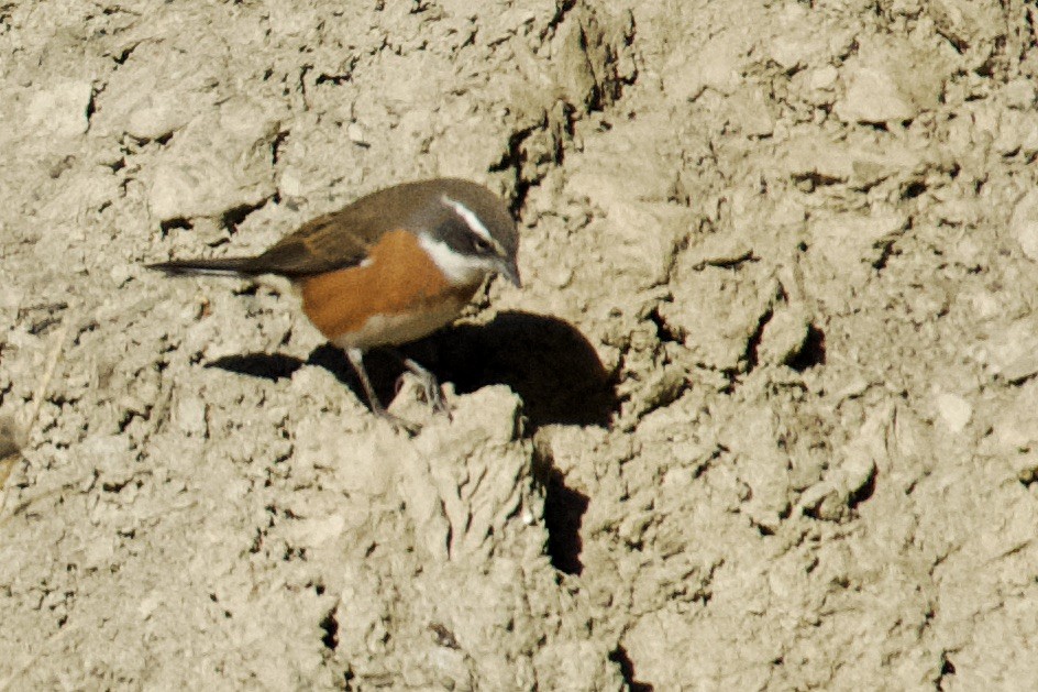 Bolivian Warbling Finch - ML615113371