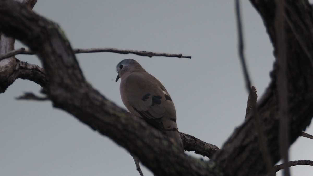 Emerald-spotted Wood-Dove - ML615113428