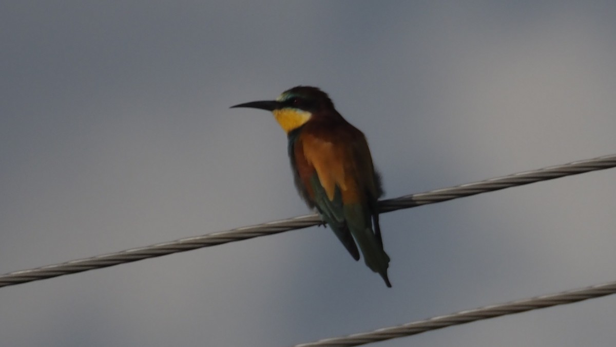 European Bee-eater - ML615113435