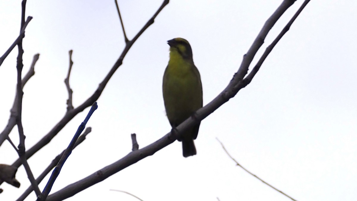 Yellow-fronted Canary - ML615113473