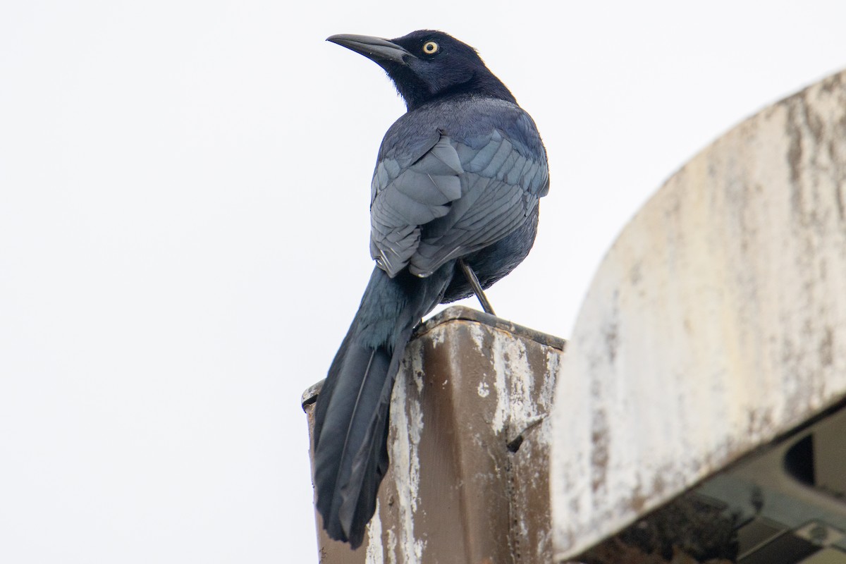 Great-tailed Grackle (Western) - ML615113516