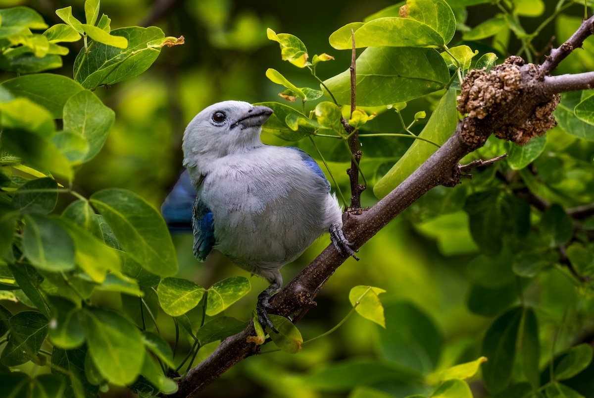 Blue-gray Tanager - ML615113613