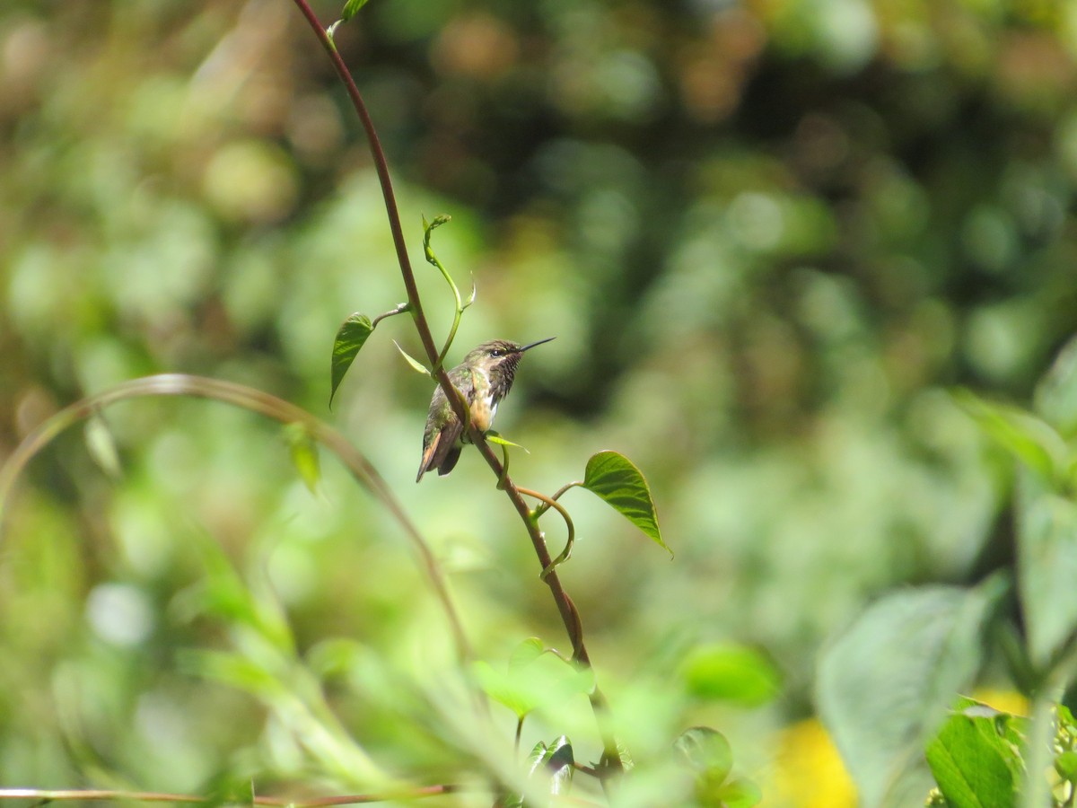 Wine-throated Hummingbird - ML615113703
