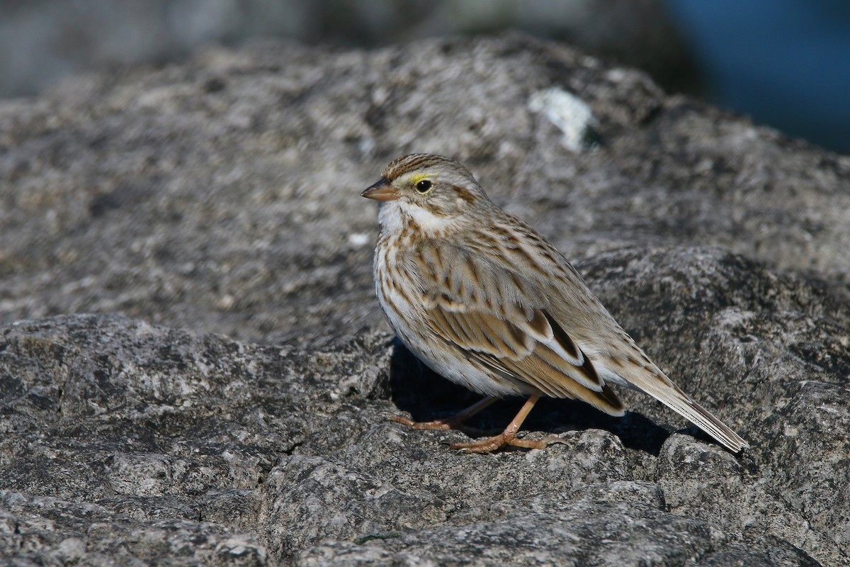 Savannah Sparrow (Ipswich) - ML615113810
