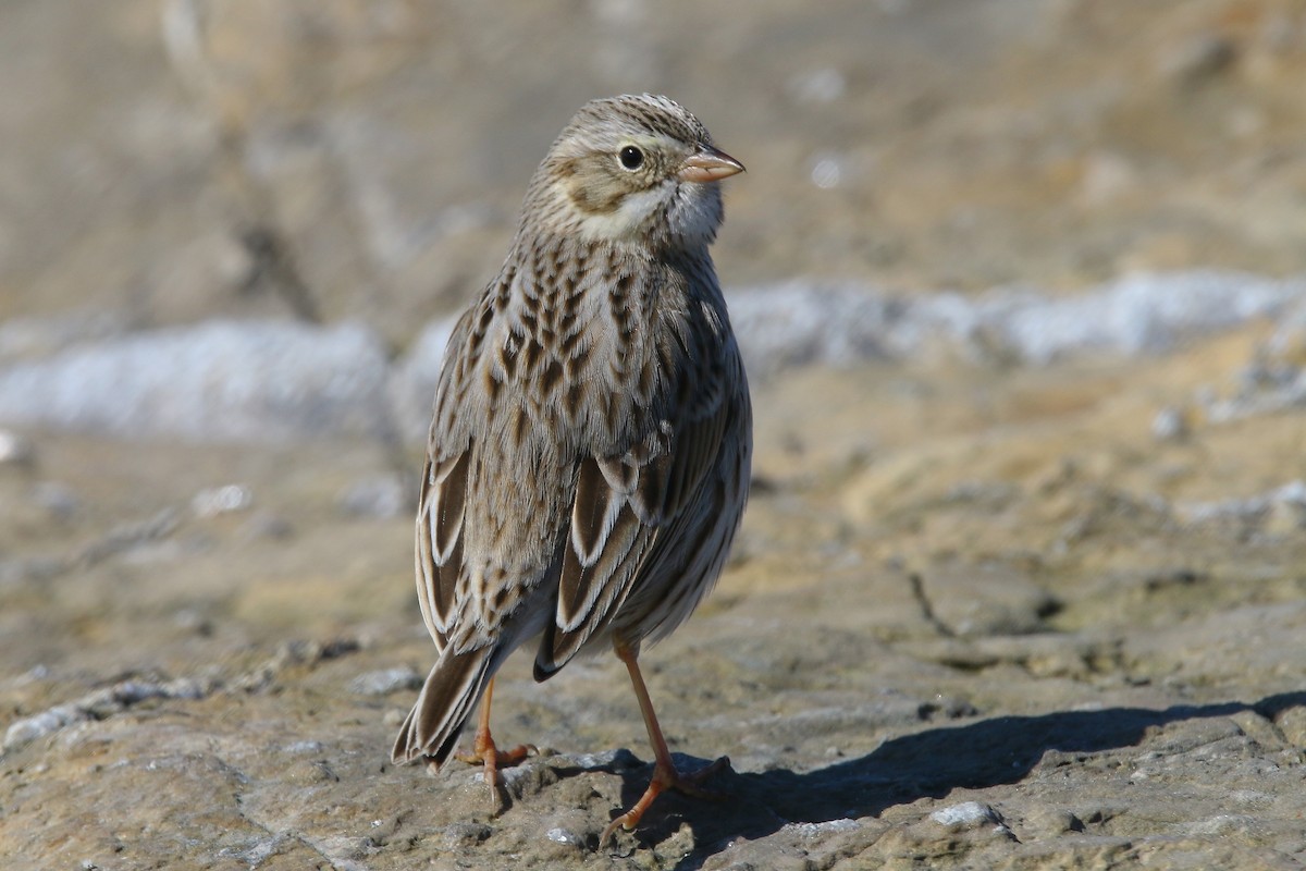 Savannah Sparrow (Ipswich) - ML615113812