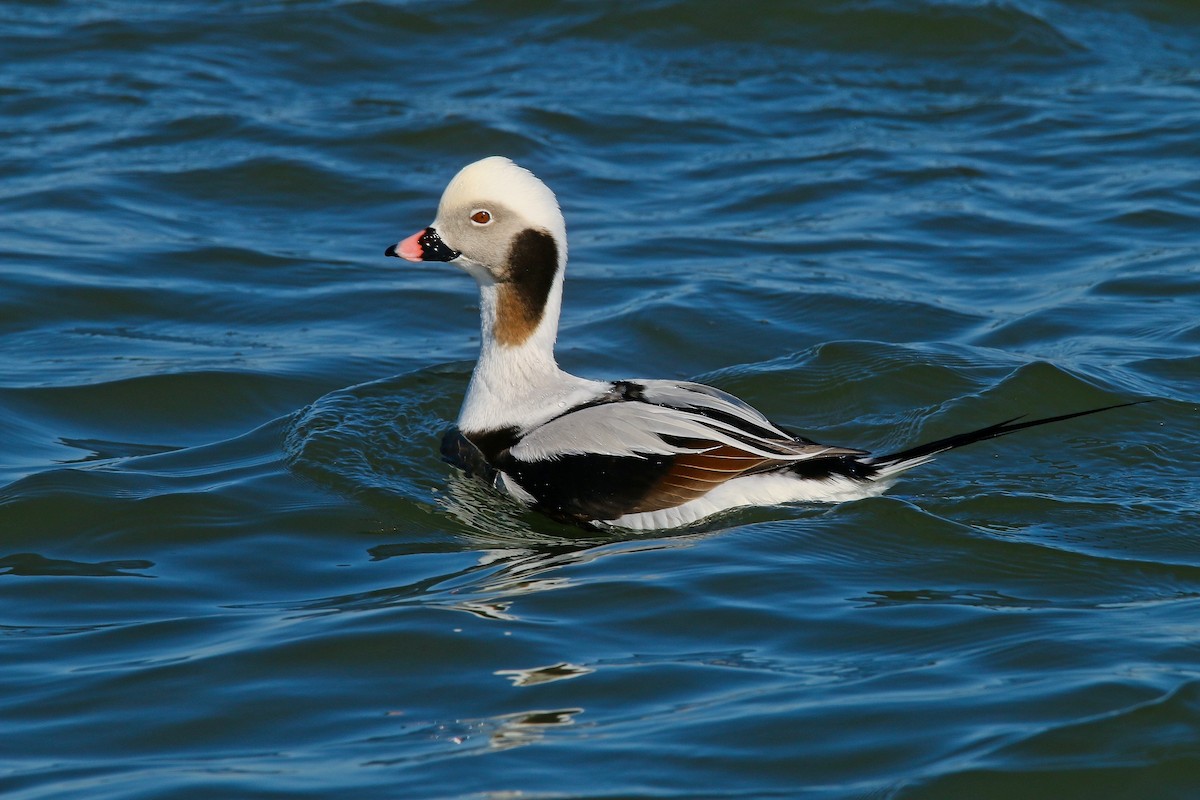 Long-tailed Duck - ML615113871