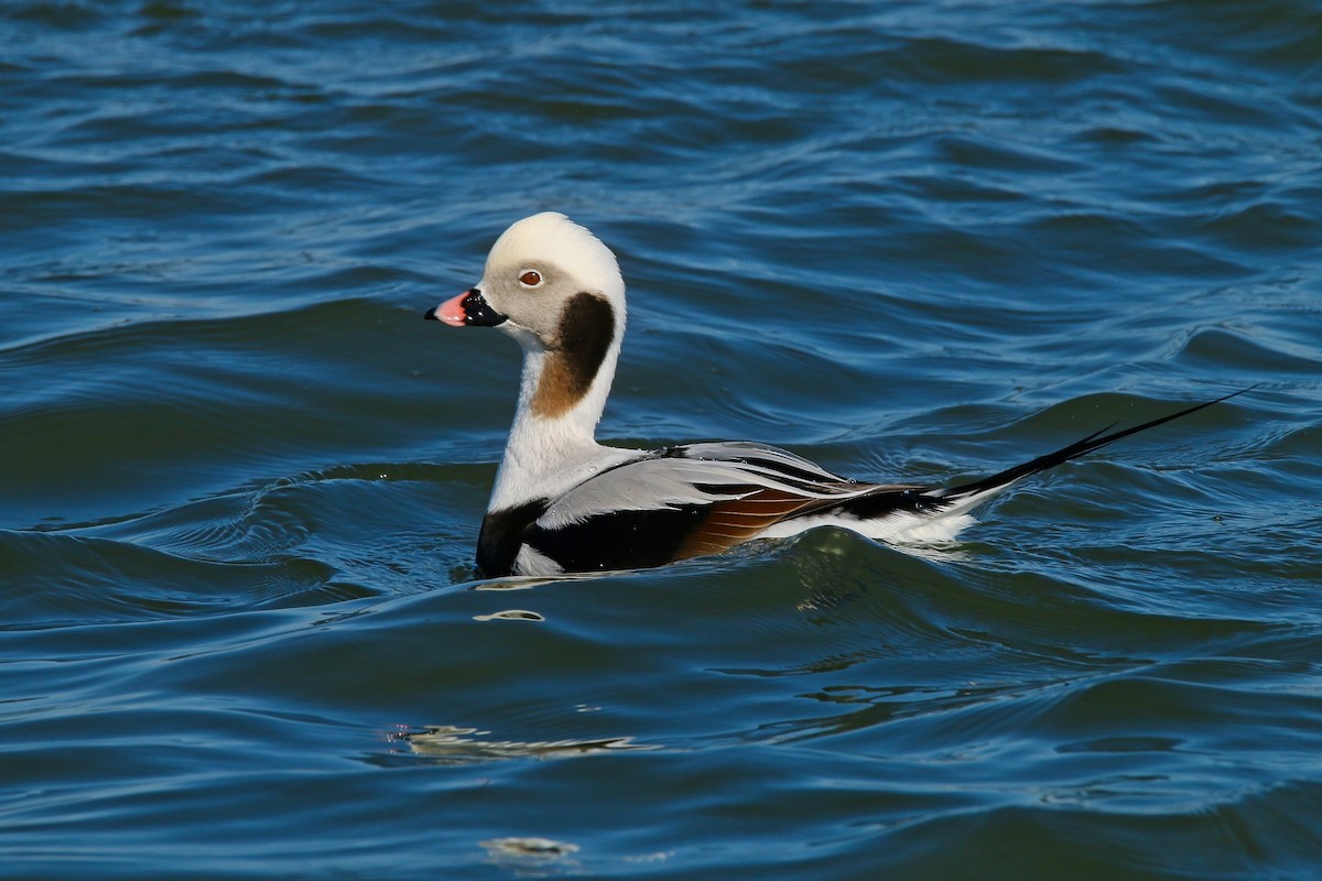 Long-tailed Duck - ML615113872