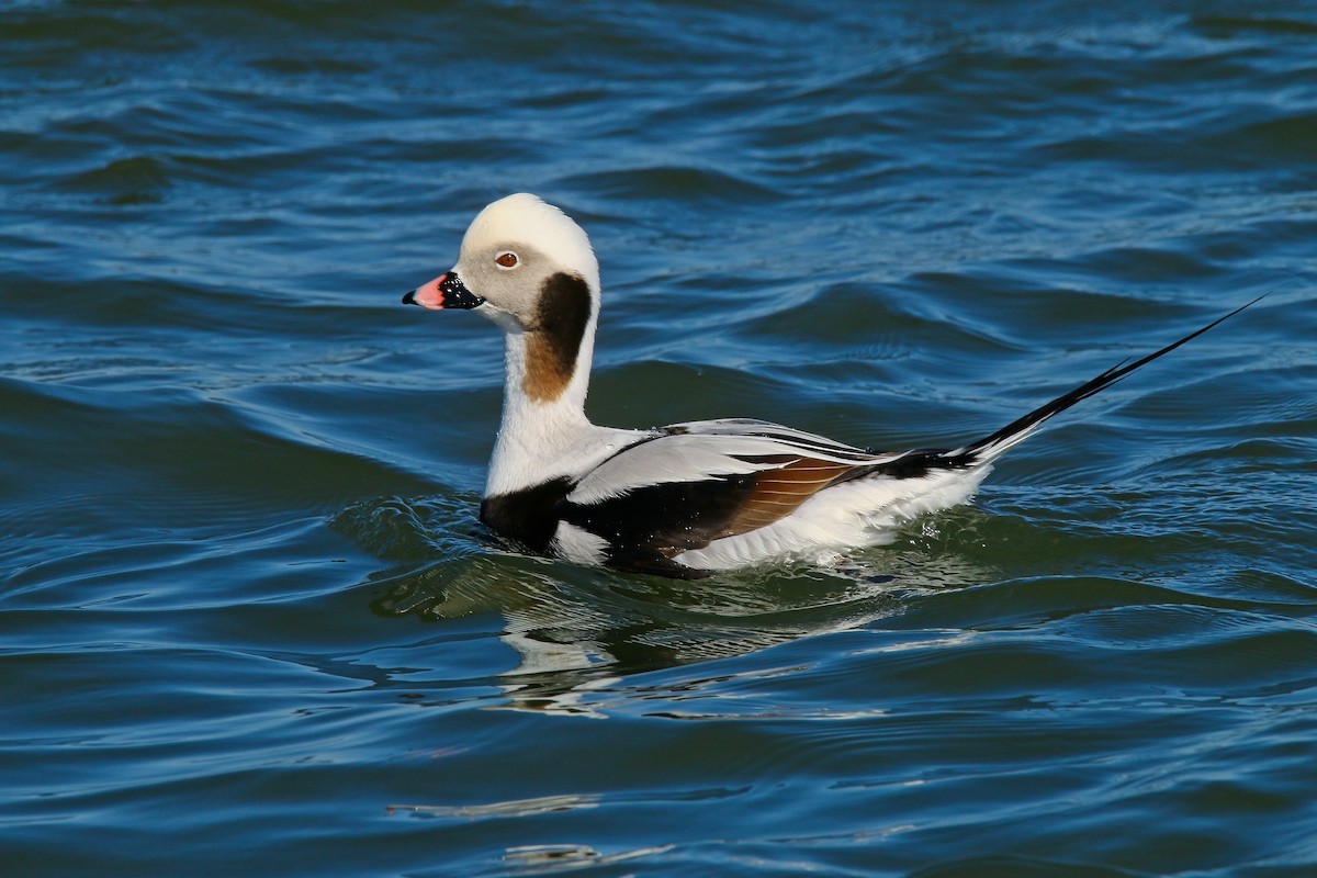 Long-tailed Duck - ML615113873