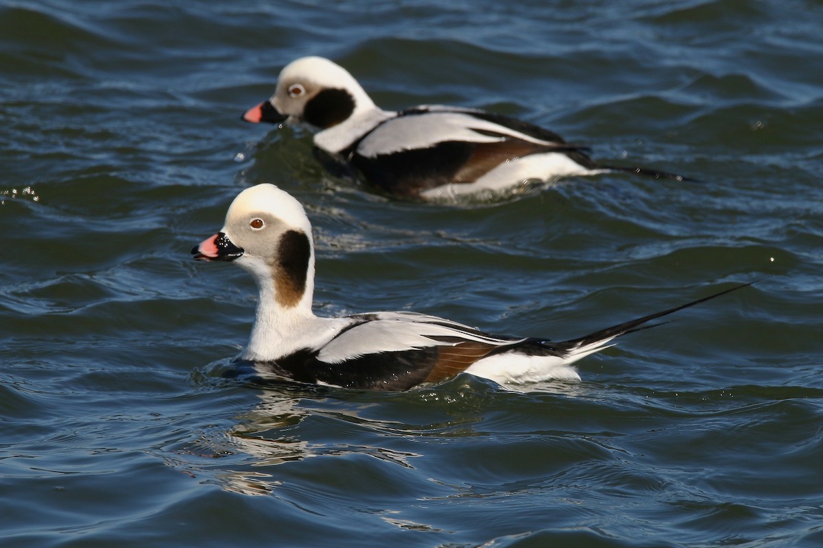 Long-tailed Duck - ML615113883