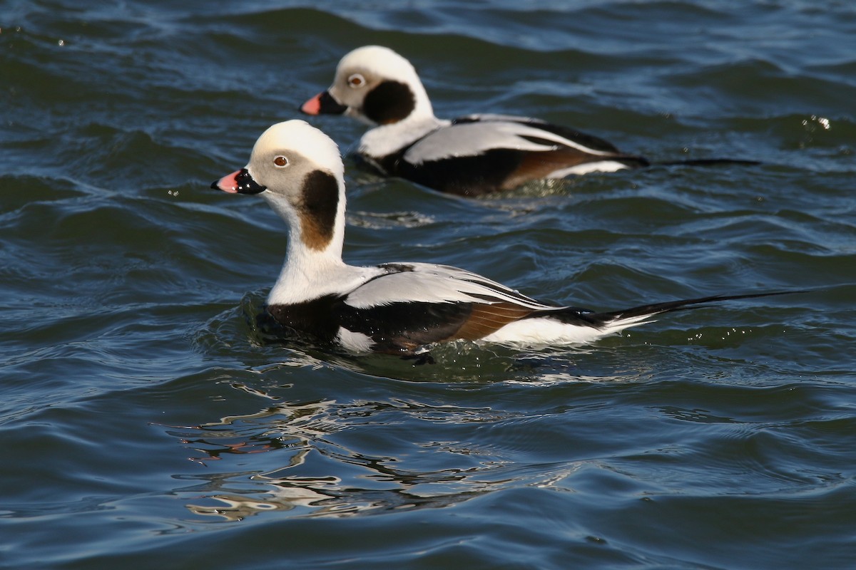Long-tailed Duck - ML615113884