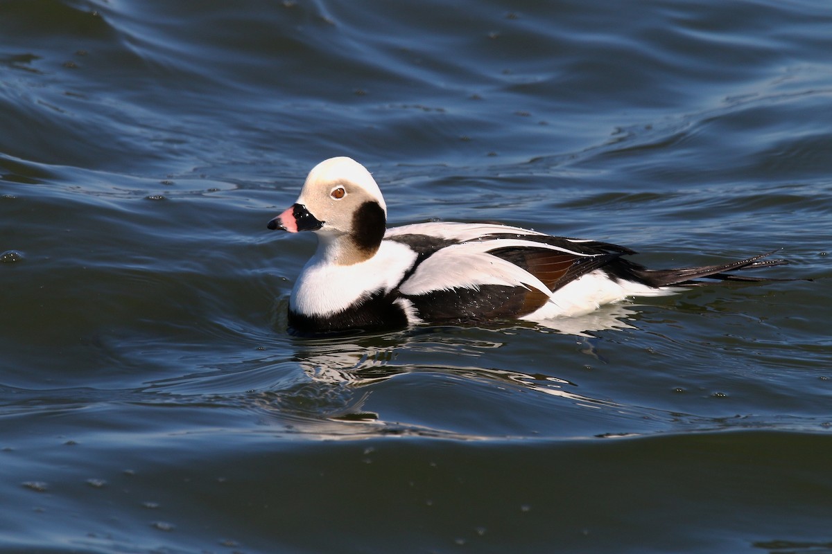 Long-tailed Duck - ML615113887