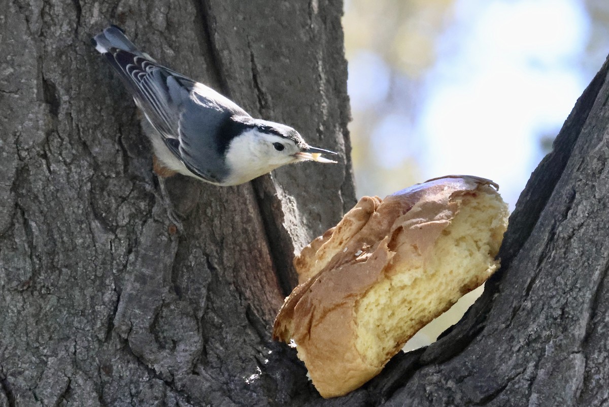 White-breasted Nuthatch - ML615114535